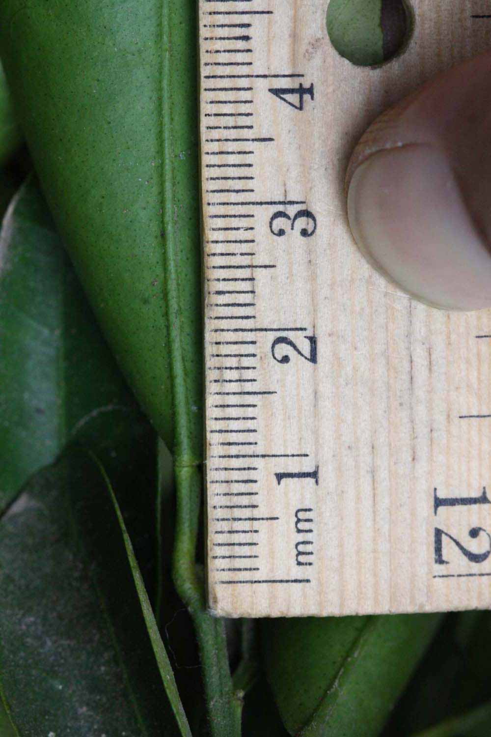              Unifoliolate leaf (Riverside, CA)       